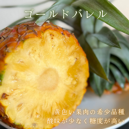 【送料無料】もぎたて産地直送!沖縄県西表島産パイナップル パイナップル界のキング ゴールドバレル(露地栽培)