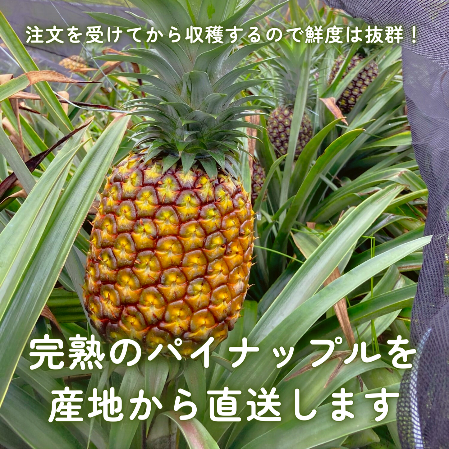 【送料無料】もぎたて産地直送!沖縄県西表島産パイナップル 桃の香りがする ピーチパイン